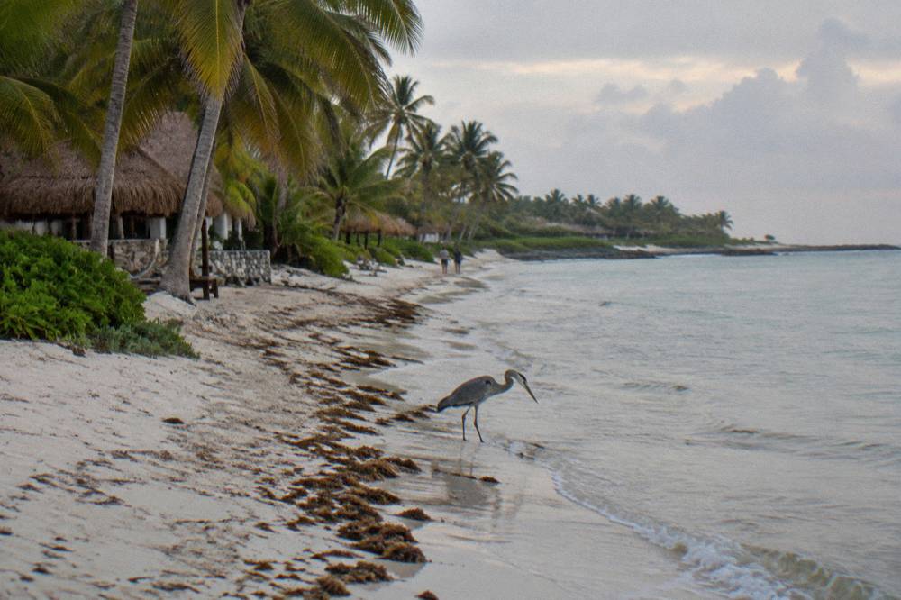 An empty palm-lined beach at Akumal Bay under morning light with calm water