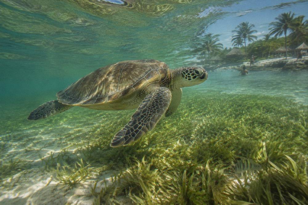A green sea turtle swimming over a seagrass bed in shallow bay water