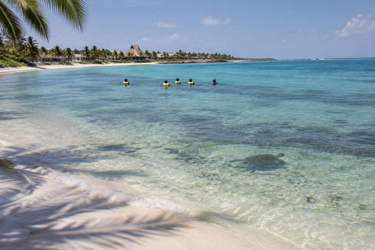 Akumal Bay turtle snorkeling: shallow turquoise water over seagrass with a small guided group in life vests keeping distance from a green turtle